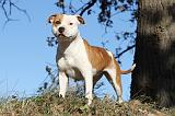 AMSTAFF ADULT 141